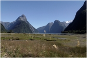 05 - Milford Sound (20)